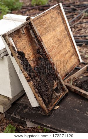 Empty Honeycomb From A Langsroth Beehive