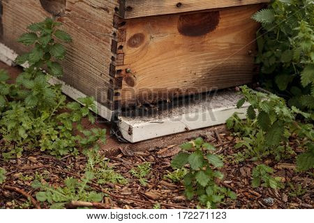 Stacks Of Langsroth Bee Hives