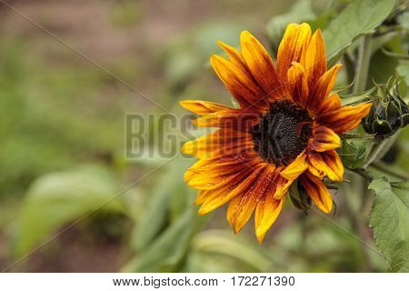 Dwarf Little Becka Sunflower
