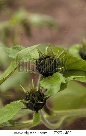 Dwarf Little Becka Sunflower
