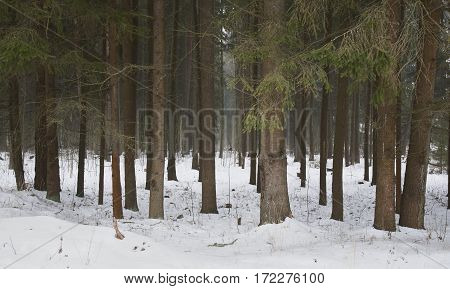 Belarus February 2017 Trunks of trees in the snow long tall trees spruce forest lots of trees dense forestfluffy snow fresh air