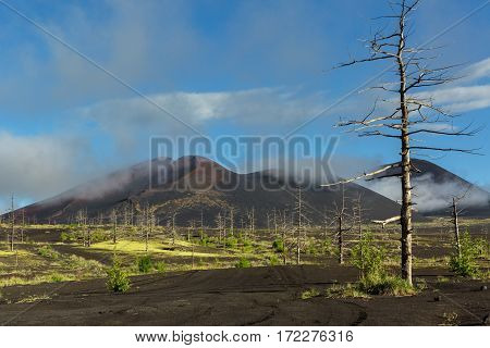 Dead wood - a consequence of a catastrophic release of ash during the eruption of the volcano in 1975 Tolbachik north breakthrough - Kamchatka