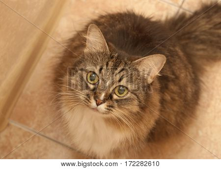 Shaggy cat with a forlorn look begging for a treat