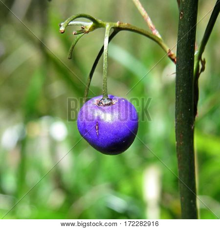 Purple blue Dianella berry Blueberry lily Lilly Native Australian plant