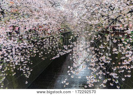Nakameguro Canal this area is popular sakura spot in Tokyo with beautiful canal.