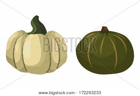 Fresh orange pumpkin isolated on white background. Decorative fresh single seasonal ripe food. Thanksgiving stem healthy raw vegetarian vegetable.