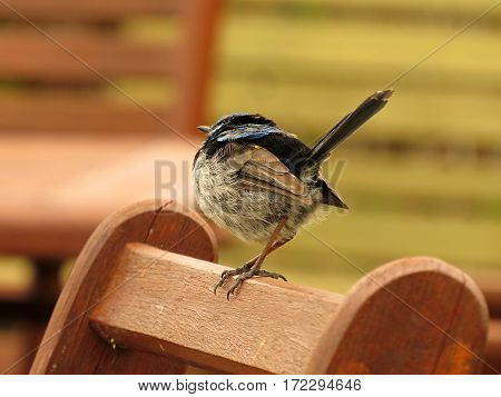 Close-up of a Superb Blue Fairy Wren Australian bird wildlife