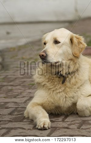 Golden retriever laying on the street not looking to camera