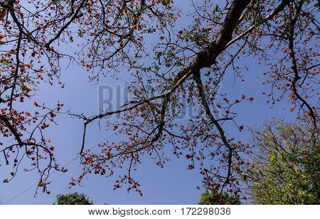 Blossom Of The Red Silk Cotton Tree