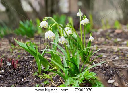 Several fascicles of the flowering snowdrops closeup cloudy spring day