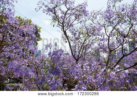 Jacaranda Trees With Sydney Tower On The Background