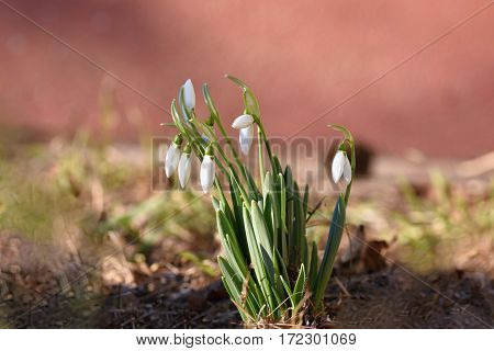 Spring Flowers - Snowdrops. Beautifully Blooming In The Grass At Sunset. Amaryllidaceae - Galanthus