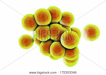 Bacteria Staphylococcus aureus MRSA isolated on white background, 3D illustration