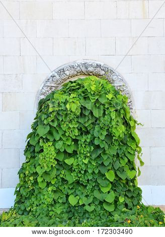 Hedera Plant On Stone Wall