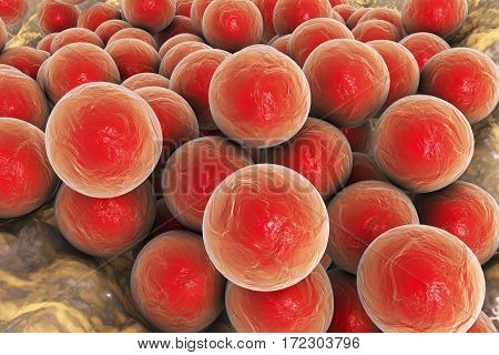 Bacteria Staphylococcus aureus MRSA on the surface of skin or mucous membrane, 3D illustration