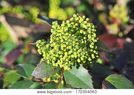 Winterberry (mahonia Aquifolium)