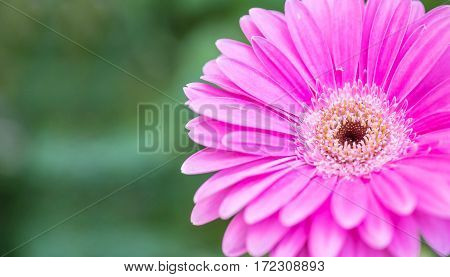 Closeup pink chrysanthemun flower on blurred garden view background with copy space