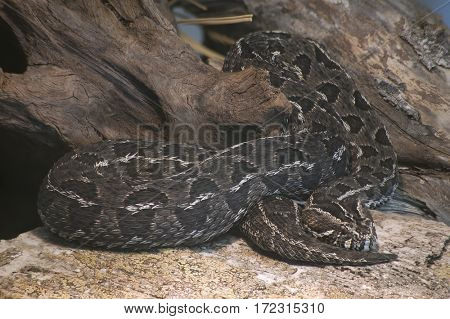 African Mountain Berg Adder, Bitis Atropos