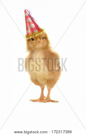 Easter chick isolated on a white background
