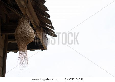 Alone or lonely nest of ricebird hang under the wooden roof with clearly sky.