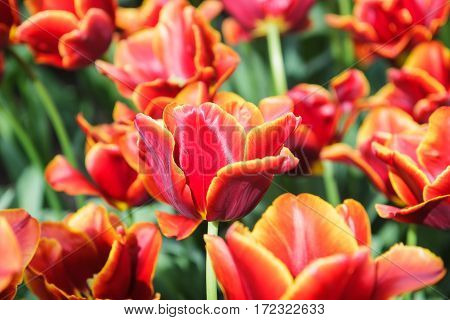 Flower bed with red tulips (Tulipa) in spring time