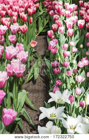 Flower bed with pink tulips (Tulipa) in spring time