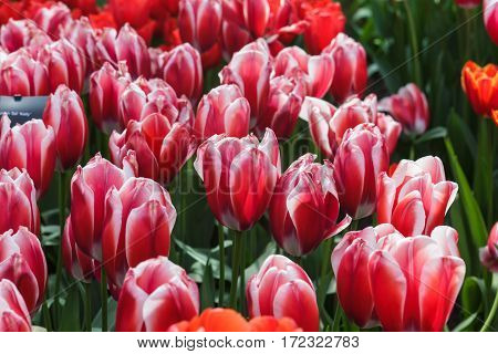 Flower bed with red tulips (Tulipa) in spring time