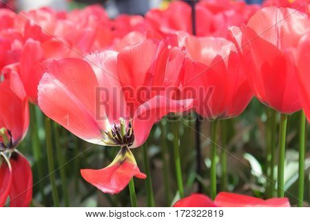 Flower bed with scarlet tulips (Tulipa) in spring time