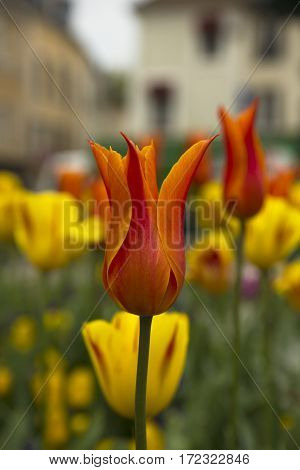Flower bed with red tulips (Tulipa) in spring time