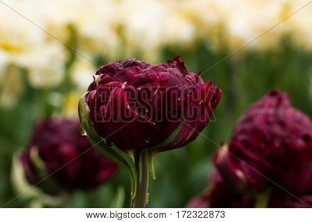 Flower bed with vinous tulips (Tulipa) in spring time