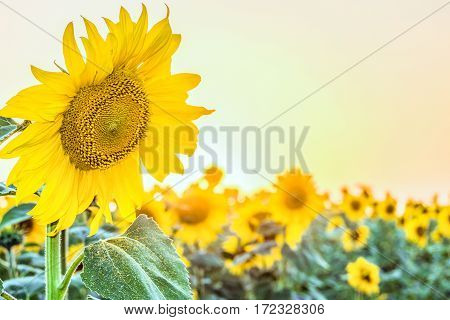 Blooming sunflowers on a background of bright sunny field sunset sky. Agricultural background with selective focus and copy space.
