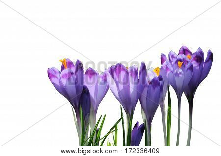 Purple Spring Flowers Crocus Isolated On White Background