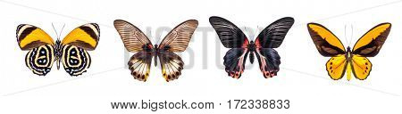 Set of four beautiful and colorful butterflies isolated on white.