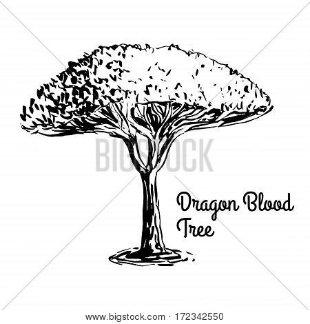 Vector sketch illustration. Black silhouette of Dragon Blood tree isolated on white background. Tropical flora. Dracaena Cinnabari, tree of Yemen.