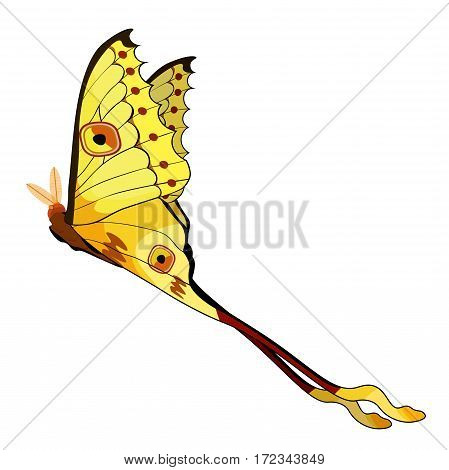Butterfly Madagascar Comet Moth Moon. Vector Illustration