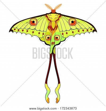 Butterfly Madagascar Comet Moth Moon. Vector Illustration