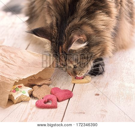 Cat eats on the table. Cat Maine coon steals food.