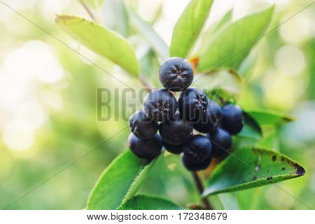 Aronia melanocarpa ripe berries on the branch in the orchard selective focus