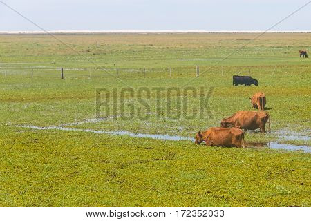 Cows In A Swamp On A Farm In Lagoa Do Peixe National Park