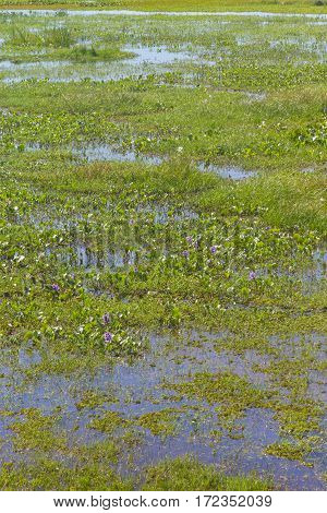 Swamp In Lagoa Do Peixe Lake