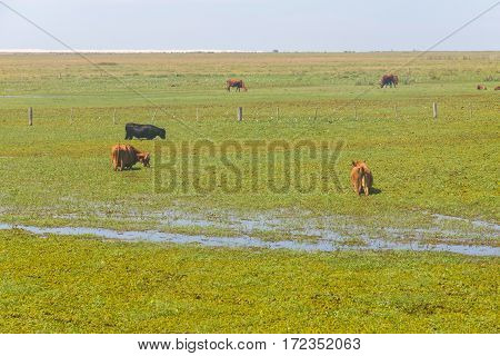 Cows In A Swamp On A Farm In Lagoa Do Peixe National Park