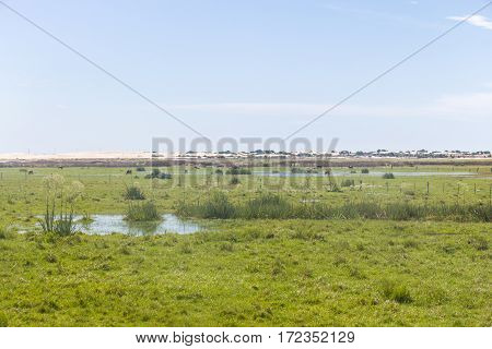 Cows In A Swamp On A Farm In Lagoa Do Peixe National Park