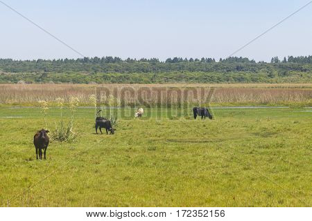 Cows Eating In A Swamp On A Farm In Lagoa Do Peixe National Park