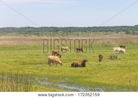 Cows Eating In A Swamp On A Farm In Lagoa Do Peixe National Park