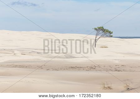 Tree On The Dunes At Lagoa Do Peixe National Park