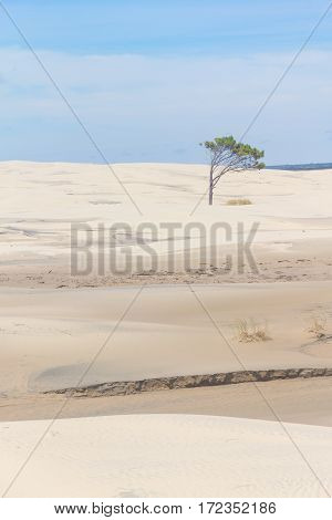 Tree On The Dunes At Lagoa Do Peixe National Park