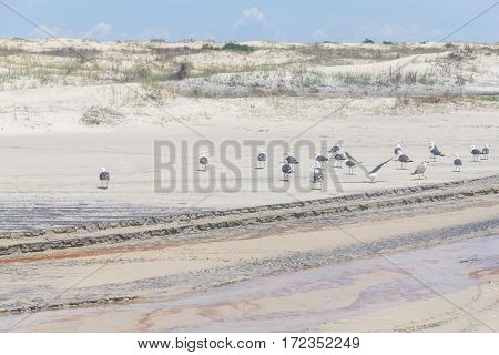 Seagul Group At Mostardas Beach