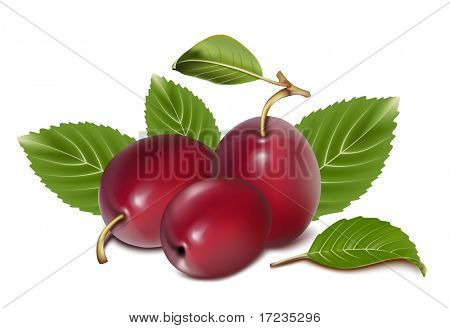 Vector. Prugne mature con foglie.