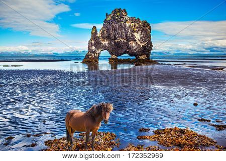 Icelandic horse wandered on the coastal shelf. The Basalt rock - Monster Hvitsercur during an ocean outflow. Concept of extreme northern tourism in Iceland