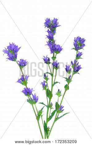 Campanula glomerata flower isolated on white background